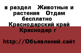  в раздел : Животные и растения » Отдам бесплатно . Краснодарский край,Краснодар г.